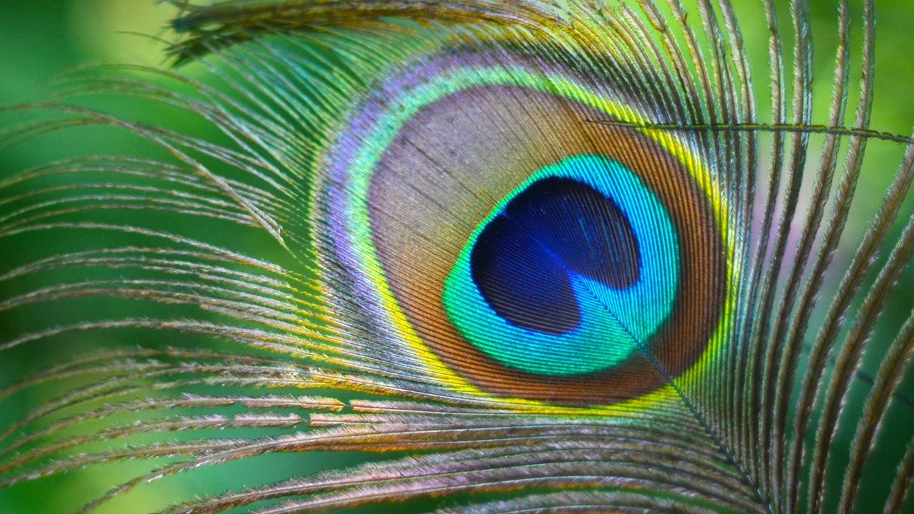 પતિ-પત્નીના સુખી લગ્નજીવન, માનસિક શાંતિ અને સારા સ્વાસ્થ્ય માટે તમે બેડરૂમમાં મોરના પીંછાની જોડી રાખી શકો છો. આનાથી વાતાવરણ શુદ્ધ અને પોઝિટિવ બને છે.
