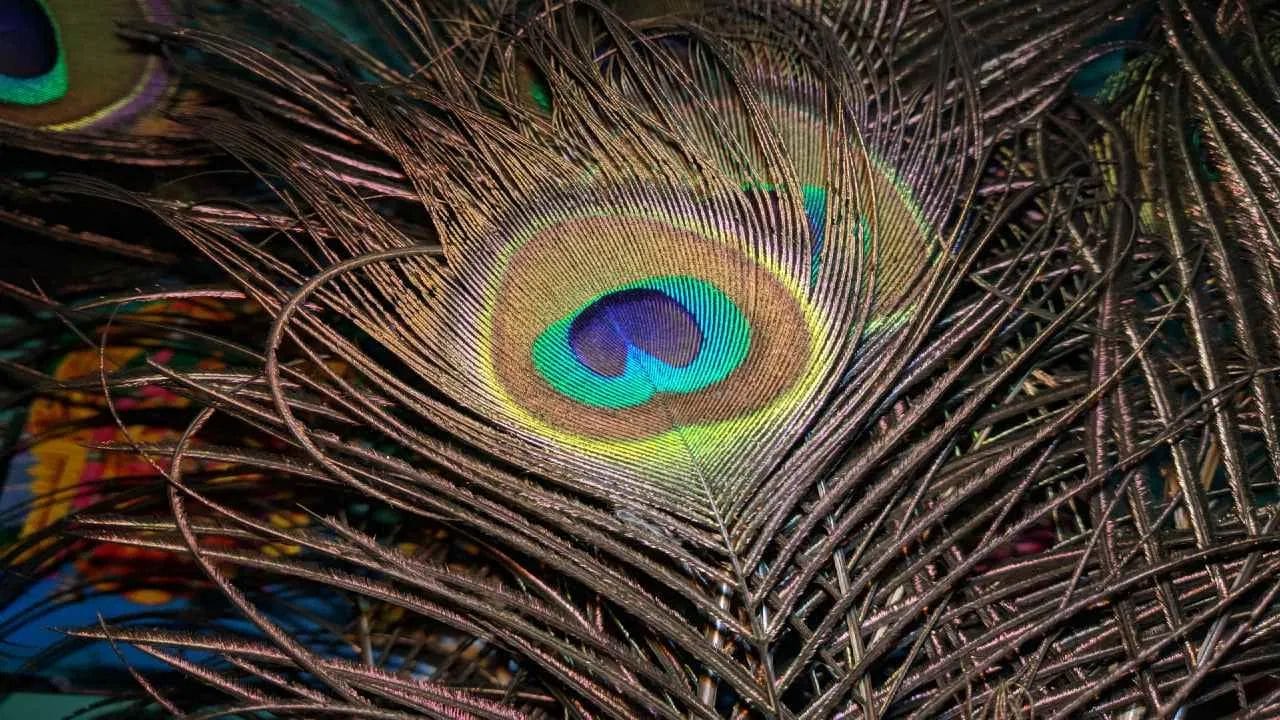 વાસ્તુશાસ્ત્ર અનુસાર ઘરમાં પૂજા સ્થાન પર મોરનું પીંછા રાખવું પણ શુભ માનવામાં આવે છે. આ સ્થાન પર મોરનું પીંછા રાખવાથી દેવી-દેવતાઓના આશીર્વાદ રહે છે, આધ્યાત્મિક પ્રગતિ થાય છે અને સુખ અને સૌભાગ્યમાં વધારો થાય છે. જો પૂજા સ્થાન પર ભગવાન કૃષ્ણની મૂર્તિ કે ચિત્ર હોય તો તમે તેની નજીક મોરનું પીંછા રાખી શકો છો. (Disclaimer - આ લેખમાં સમાવિષ્ટ કોઈપણ માહિતી/સામગ્રી/ગણતરીની ચોકસાઈ અથવા વિશ્વસનીયતાની ખાતરી આપવામાં આવતી નથી. આ માહિતી વિવિધ માધ્યમો/જ્યોતિષીઓ/ઉપદેશો/માન્યતાઓ/ધાર્મિક ગ્રંથોમાંથી એકત્રિત કરીને તમારા સુધી પહોંચાડવામાં આવી છે. અમારો ઉદ્દેશ્ય ફક્ત માહિતી પહોંચાડવાનો છે. વાંચકોએ તેને ફક્ત માહિતી તરીકે જ માનવી જોઈએ. આ ઉપરાંત તેના કોઈપણ ઉપયોગ માટે વાંચકો પોતે જવાબદાર રહેશે.)(All Image Symbolic)
