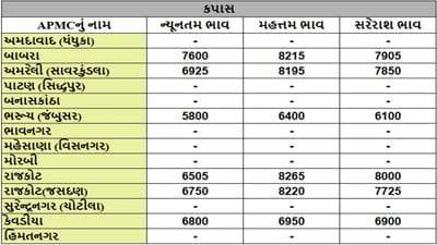 કપાસના તા.19-08-2025ના રોજ APMCના ભાવ રૂ.5800 થી 8265 રહ્યા.