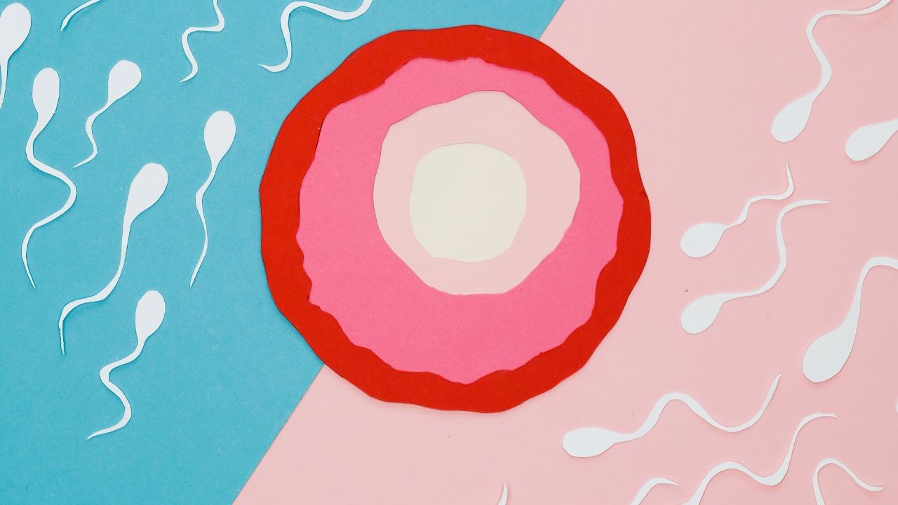 કોર્ટે કહ્યું કે,આવા વિવાદોમાં અનેક કેસ આવ્યા છે. જ્યારે ડોનરે બાળકના જન્મ બાદ તેના બાયોલૉજિકલ પેરેન્ટસ હોવાનો દાવો કર્યો. બોમ્બે હાઈકોર્ટે આ બધી કાનૂની વાત પર પરિસ્થિતિ સ્પષ્ટ કરી છે. હાઈકોર્ટે કહ્યું કે સ્પર્મ અથવા એગ ડોનરનો બાળક પર કોઈ કાનૂની અધિકાર નથી અને તે તેના જૈવિક માતાપિતા હોવાનો દાવો કરી શકતો નથી.