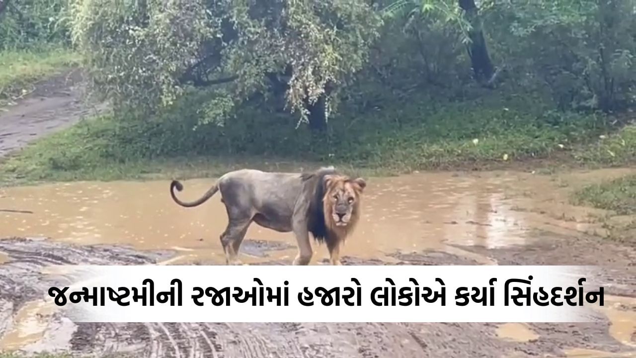 Amreli: આંબરડી સફારી પાર્કમાં સાતમ-આઠમની રજાઓમાં સિંહ દર્શન માટે ઉમટ્યા પર્યટકો, 6500 વધુ પ્રવાસીઓ આવ્યા