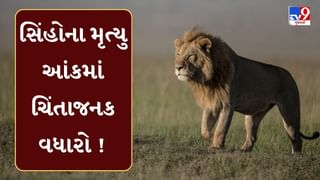 સિંહોના મૃત્યુને લઈને રાજુલાના ધારાસભ્ય હીરા સોલંકીએ મુળુ બેરાને પત્ર લખી ગંભીર સવાલો ઉઠાવ્યા, જુઓ Video