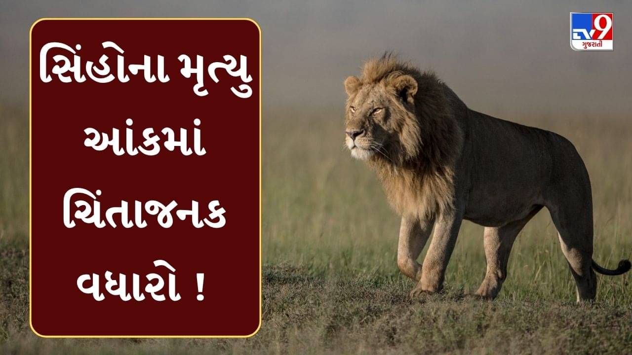 સિંહોના મૃત્યુને લઈને રાજુલાના ધારાસભ્ય હીરા સોલંકીએ મુળુ બેરાને પત્ર લખી ગંભીર સવાલો ઉઠાવ્યા, જુઓ Video