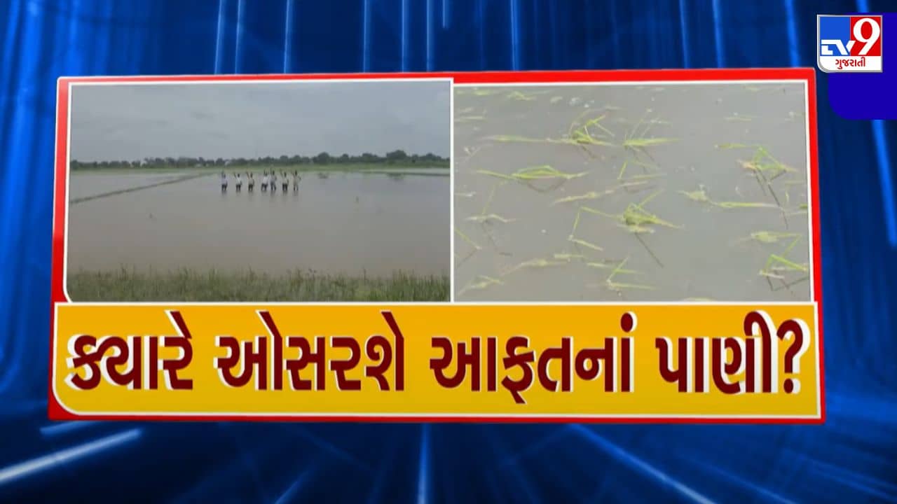 Kheda : માતર પંથકમાં વરસાદના વિરામ બાદ પણ નથી ઓસર્યા પાણી, ખેતરો જળમગ્ન થતા ખેડૂતોને ભારે નુકસાન, જુઓ Video