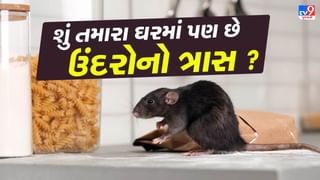 શું તમારા ઘરમાં પણ છે ઉંદરોનો ત્રાસ, તો આ રીતે માર્યા વગર ભગાડો