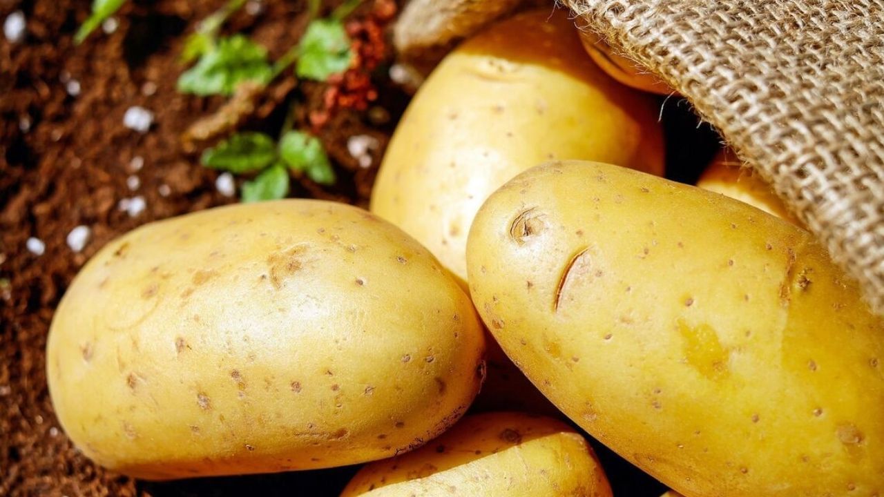 Potato ડાયેટ શું છે?: હેલ્થલાઈન અનુસાર વજન ઘટાડવા માટે એક ડાયેટ થોડા સમય માટે ખૂબ જ લોકપ્રિય બન્યો હતો. જેને Potato ડાયેટ કહેવામાં આવે છે. તેને Potato હેક તરીકે પણ ઓળખવામાં આવે છે. આ એક પ્રકારનો ટૂંકા ગાળાનો ડાયેટ છે, જે દાવો કરે છે કે તે વજન ઘટાડવામાં મદદ કરે છે. આ ડાયેટમાં તમને 3 થી 5 દિવસ માટે ફક્ત સાદા બટાકા ખાવાની સલાહ આપવામાં આવે છે.