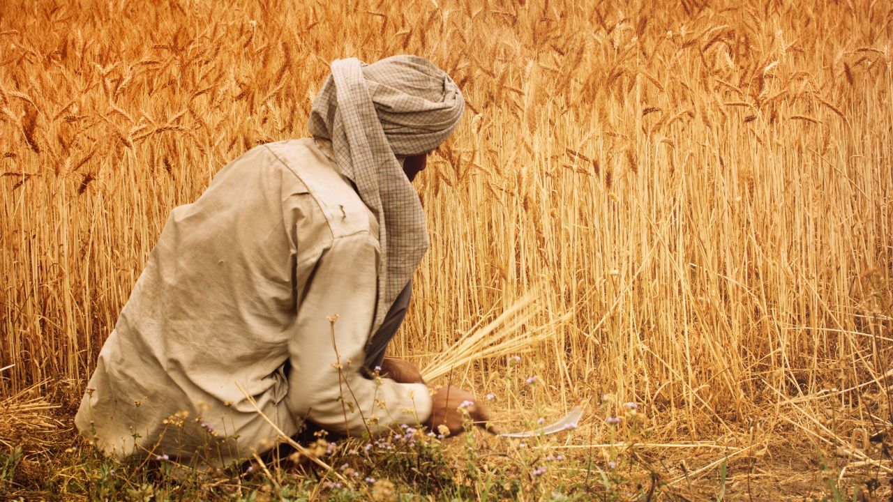 પીએમ નરેન્દ્ર મોદીએ 2 ઓગસ્ટ 2025 ના રોજ દેશભરના 9.7 કરોડ ખેડૂતોના ખાતામાં પીએમ કિસાનનો 20મો હપ્તો ટ્રાન્સફર કર્યો. જો તમે પણ પીએમ કિસાનના લાભાર્થી છો અને હપ્તો મળ્યો નથી, તો pmkisan.gov.in પર જાઓ અને યાદીમાં તમારું નામ તપાસો. જો નામ નથી, તો જરૂરી માહિતી અપડેટ કરો, જેથી ભવિષ્યમાં બંને યોજનાઓનો લાભ સમયસર મળી શકે. (All Image - Canva)
