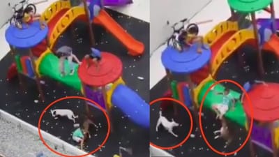 Viral Video : 300 વખત દાંત માર્યા, રખડતાં શ્વાનથી બાળકોને સાવધાન રાખવાની જરૂર, શ્વાનના હુમલાનો આ ખતરનાક વીડિયો જોઈ ચોંકી જશો