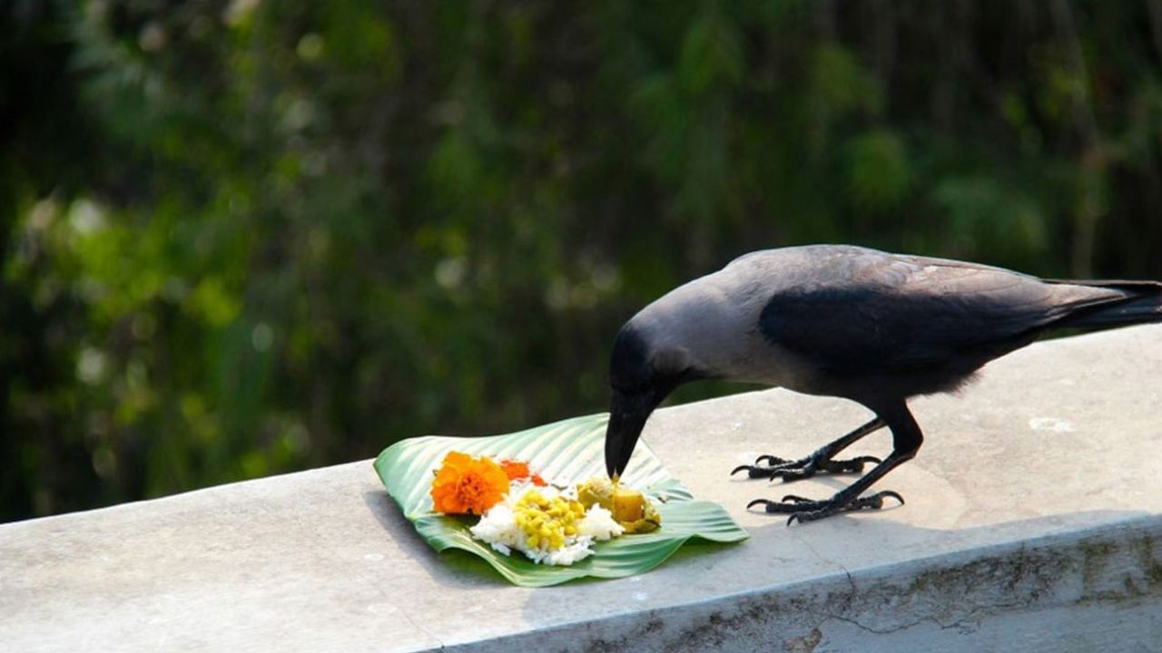 પિતૃ પક્ષ ક્યારે શરૂ થશે?: વૈદિક કેલેન્ડર મુજબ, આ વર્ષે ભાદરવા મહિનાની પૂર્ણિમાની તિથિ 07 સપ્ટેમ્બરના રોજ બપોરે 01:41 વાગ્યે શરૂ થશે. તે જ સમયે, તે 07 સપ્ટેમ્બરના રોજ રાત્રે 11:38 વાગ્યે સમાપ્ત થશે. આવી સ્થિતિમાં, પિતૃ પક્ષ રવિવાર, 07 સપ્ટેમ્બર, 2025 થી શરૂ થવા જઈ રહ્યો છે. આ સાથે, તે સર્વ પિતૃ અમાવસ્યા એટલે કે 21 સપ્ટેમ્બર 2025 ના રોજ સમાપ્ત થશે.