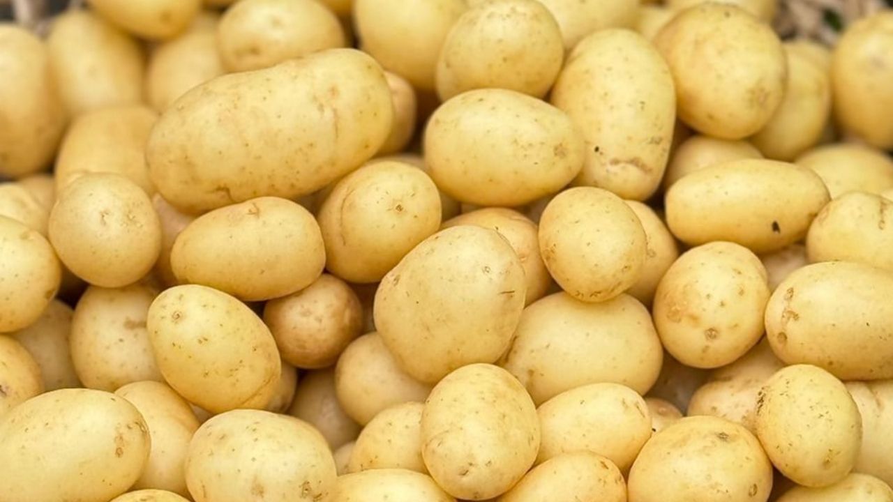 હેલ્થલાઈન અનુસાર આ ડાયેટ 1849 માં શરૂ થયો હતો. પરંતુ તેને લોકપ્રિય બનાવનાર ટિમ સ્ટીલ છે, જેમણે તેના પર એક આખું પુસ્તક લખ્યું હતું, જેનું નામ પોટેટો હેક: વેઈટ લોસ સિમ્પ્લીફાઈડ છે. ટિમ સ્ટીલ માને છે કે બટાકા રોગપ્રતિકારક શક્તિને મજબૂત બનાવવામાં અને આંતરડાના સ્વાસ્થ્યને સુધારવામાં મદદરૂપ થાય છે. તે વજન પણ ઘટાડે છે.