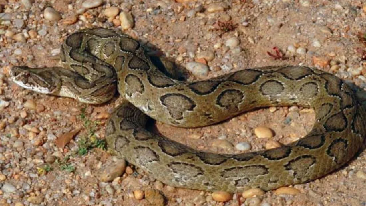 રસેલ વાઇપર - આ સાપ એશિયા, ખાસ કરીને ભારતમાં, સૌથી વધુ માનવ મૃત્યુ માટે જવાબદાર છે. તેનું ઝેર આંતરિક રક્તસ્ત્રાવ અને કિડનીને નુકસાન પહોંચાડી શકે છે. તે માનવ વસાહતોની નજીક રહે છે અને માનવ સાથે તેના સંપર્કમાં આવવાનું જોખમ વધુ રહે છે.