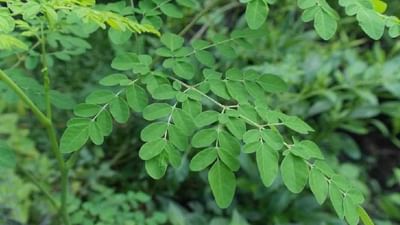 સરગવાના પાંદડાઓમાં વિટામિન્સ, મિનરલ્સ, અને એન્ટી-ઓક્સિડન્ટ્સ ભરપૂર માત્રામાં હોય છે. તે માત્ર શરીરને પોષણ જ નથી આપતા, પરંતુ રોગપ્રતિકારક શક્તિને મજબૂત કરીને, પાચન સુધારીને અને ડાયાબિટીસ જેવી ગંભીર બીમારીઓમાં પણ ફાયદો પહોંચાડે છે. તો ચાલો, જાણીએ કે સરગવાના આ સામાન્ય પાંદડા કેવી રીતે તમારા સ્વાસ્થ્ય માટે વરદાન સાબિત થઈ શકે છે.
