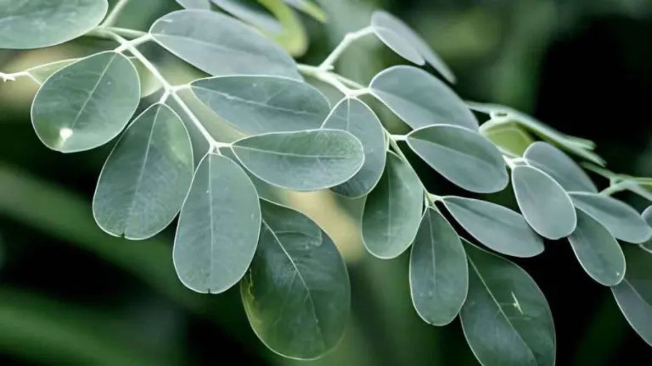 સરગવાના પાંદડાનો ઉપયોગ કેવી રીતે કરવો? - તમે સરગવાના પાંદડાનો ઉપયોગ ઘણી રીતે કરી શકો છો જેમ કે દાળ, સૂપ કે શાકમાં નાખીને, પાંદડાની સ્વાદિષ્ટ ચટણી બનાવીને, પાંદડાને સૂકવીને તેનો પાવડર બનાવી શકો છો અને તેને પાણી કે સ્મૂધીમાં ભેળવીને પી શકો છો, તેના પાંદડાને ગરમ પાણીમાં નાખીને ચા બનાવીને.
(ALL PHOTOS CREDIT: GOOGLE AND SOCIAL MEDIA)