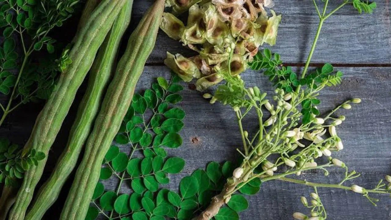 મગજ અને ચેતાતંત્ર માટે લાભદાયક - તેના ગુણો મગજને શાંત રાખવામાં અને યાદશક્તિ વધારવામાં મદદ કરે છે. તે ચેતાતંત્રને સુરક્ષિત રાખે છે, જેનાથી તણાવ અને ચિંતા ઓછી થાય છે.
