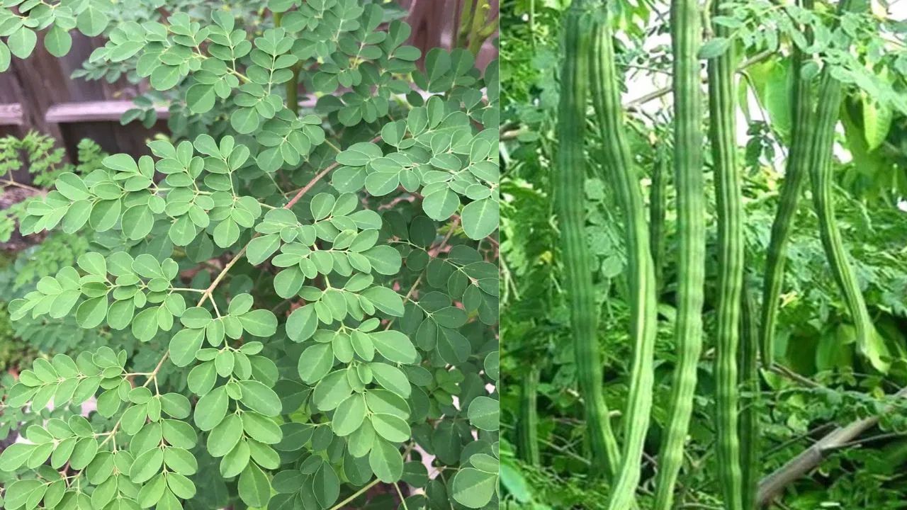 પાચનતંત્ર માટે ઉત્તમ - સરગવાના પાંદડામાં રહેલા ફાઈબર પાચન ક્રિયાને સુધારે છે અને કબજિયાત જેવી સમસ્યાઓથી રાહત આપે છે. તે આંતરડાના સ્વાસ્થ્ય માટે પણ ખૂબ ફાયદાકારક છે.