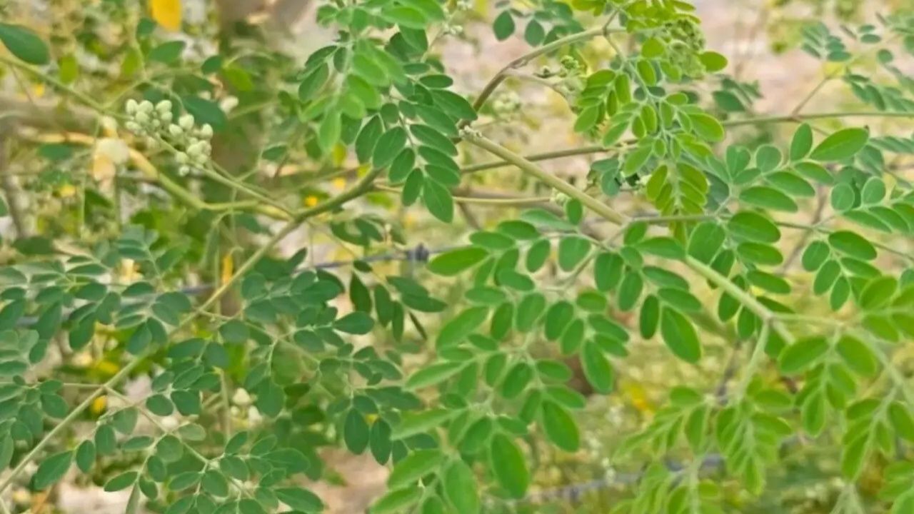 સોજા વિરોધી (Anti-inflammatory) ગુણ - સરગવાના પાંદડામાં એવા સંયોજનો હોય છે જે શરીરમાં થતા આંતરિક સોજાને ઘટાડવામાં મદદ કરે છે. આ સોજો ઘણા રોગો, જેમ કે સંધિવા (આર્થરાઈટિસ), ડાયાબિટીસ અને હૃદય રોગનું મૂળ કારણ હોઈ શકે છે.
