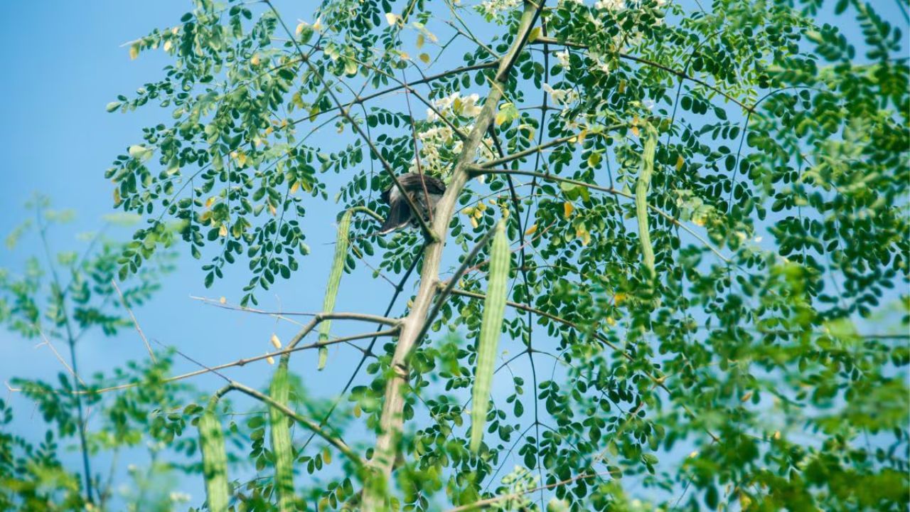 પોષક તત્વોનો ભંડાર - સરગવાના પાંદડામાં કેલ્શિયમ, પ્રોટીન, પોટેશિયમ, વિટામિન A, વિટામિન C અને આયર્ન ભરપૂર માત્રામાં હોય છે.
