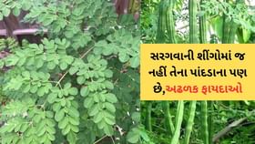 સરગવાની શીંગો જ નહીં તેના પાંદડાના પણ અઢળક ફાયદાઓ સરગવાની શીંગો જ નહીં તેના પાંદડાના પણ અઢળક ફાયદાઓ