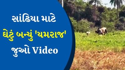 સાંઢિયા માટે ઘેટું બન્યું 'યમરાજ' ! ફક્ત એક 'હેડશોટ'માં ધોળા દિવસે તારા બતાવ્યા, લોકોએ કહ્યું- શરીર નહી, જીગર જુઓ
