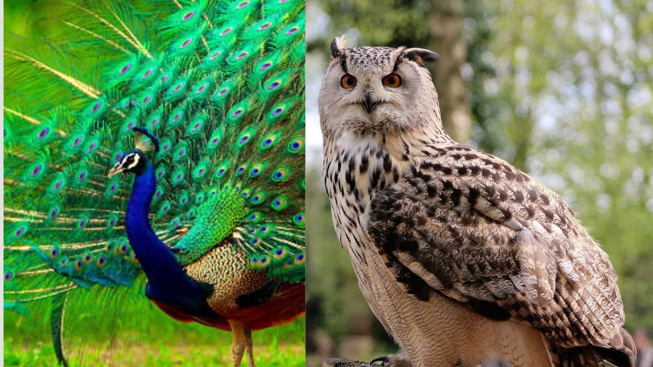 મોર કે ઘુવડનું અચાનક દેખાવું: જો તમને ઘરની બહાર નીકળતી વખતે અથવા અચાનક ક્યાંક મોર કે ઘુવડ દેખાય છે, તો તે ખૂબ જ શુભ માનવામાં આવે છે. મોરને ધન અને સૌભાગ્યનું પ્રતીક પણ માનવામાં આવે છે. તે જ સમયે, ઘુવડનું અચાનક દેખાવુ સૂચવે છે કે દેવી લક્ષ્મી તમારા ઘરે આવવાની છે અને તમારા જીવનમાં ખુશીઓ આવવાની છે.