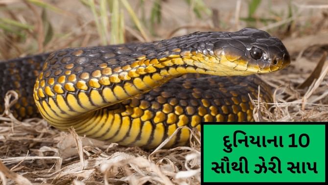 દુનિયાના 10 સૌથી ઝેરી સાપ, ઝેરના બે ટીપાં પણ જીવનનો અંત લાવી શકે છે