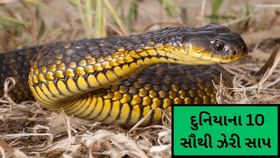 દુનિયાના 10 સૌથી ઝેરી સાપ, ઝેરના બે ટીપાં પણ જીવનનો અંત લાવી શકે છે દુનિયાના 10 સૌથી ઝેરી સાપ, ઝેરના બે ટીપાં પણ જીવનનો અંત લાવી શકે છે