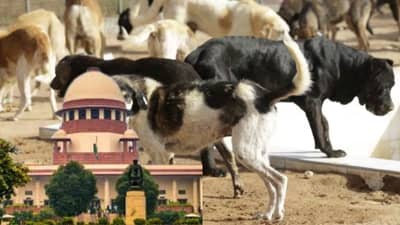 શું આ કહેવાતા પશુપ્રેમીઓ એ બાળકોને પાછા લાવી શકશે જેમના હડકવાના કારણે જીવ ગયા છે?- સુપ્રીમ કોર્ટે રખડતા શ્વાનને લઈને છોડ્યા આદેશ