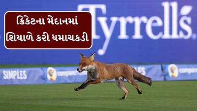 The Hundred : કૂતરો, બિલાડી કે સાપ નહીં, પણ  લોર્ડ્સ પહોંચ્યું શિયાળ, આખા મેદાનમાં ચક્કર લગાવી, જુઓ વીડિયો