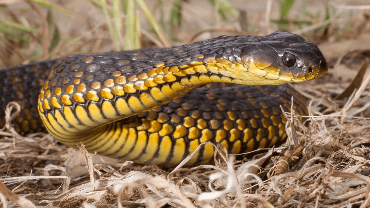 ટાઇગર સાપ - દક્ષિણ ઓસ્ટ્રેલિયામાં જોવા મળતા આ સાપના શરીર પર પટ્ટાવાળી ડિઝાઇન હોય છે. તેનું ઝેર ઝડપથી નર્વસ સિસ્ટમ, લોહી અને સ્નાયુઓને અસર કરે છે. તે પાણીની નજીક રહે છે અને ખલેલ પહોંચાડવા પર આક્રમક બની શકે છે. તેઓ દર વર્ષે અસંખ્ય લોકોને કરડવાથી મોતના ભોગ બન્યા છે. (all photos credit: google and social media)