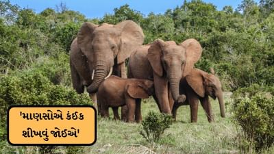 હાથીનું બચ્ચું પાણીમાં પડ્યું, આખું ટોળું તેને બચાવવા માટે ભેગું થયું, જુઓ Video