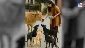 પશુ-પંખીઓને ખવડાવવાના અદભૂત ફાયદા ! આટલું અવશ્ય કરજો પશુ-પંખીઓને ખવડાવવાના અદભૂત ફાયદા ! આટલું અવશ્ય કરજો