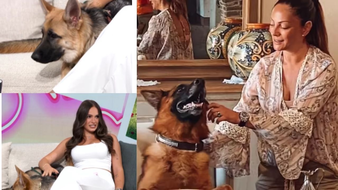 ગુંથરની સંપત્તિની વાર્તા 1992 માં શરૂ થઈ હતી, જ્યારે તેની રખાત કાર્લોટા લિબેન્સટીનનું અવસાન થયું. તેણીએ કરોડોની કિંમતની મિલકત તેના પ્રિય પાલતુ ગુંથર III ને છોડી દીધી હતી. આ માટે એક ટ્રસ્ટ બનાવવામાં આવ્યું હતું, જેથી આ સંપત્તિ ગુંથરની ભાવિ પેઢીઓની સંભાળ માટે ખર્ચ કરી શકાય. આ રાજવંશના દરેક શ્વાનનો ઉછેર શાહી શૈલીમાં થાય છે. વર્તમાન વારસદાર ગુંથર VI ગુંથર III ના પૌત્ર છે, જેમની સંપત્તિ હવે $400 મિલિયનથી વધુ હોવાનું માનવામાં આવે છે. આ વાર્તાથી પ્રેરિત થઈને, નેટફ્લિક્સ પર ગુંથર'સ મિલિયન્સ નામની શ્રેણી પણ બનાવવામાં આવી છે. ગુંથરની સંભાળ ઇટાલિયન ઉદ્યોગપતિ મૌરિઝિયો મિયાં દ્વારા કરવામાં આવે છે.