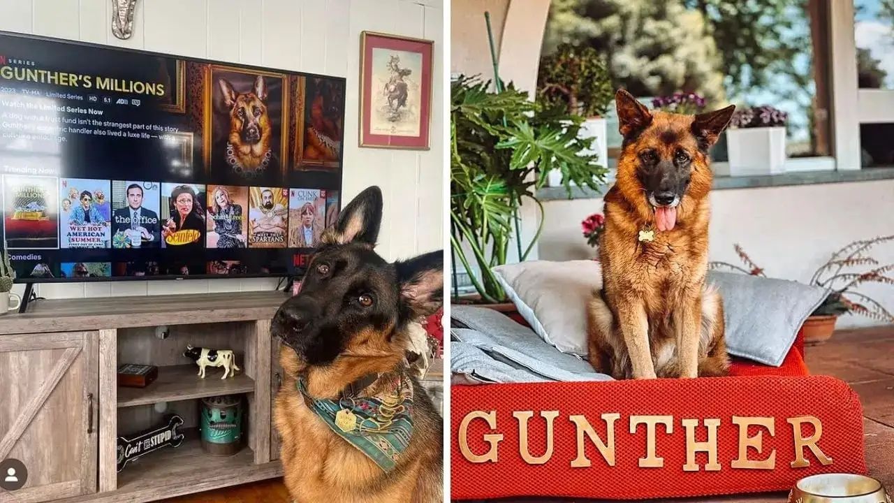 ગુંથરની વાર્તા જેટલી રસપ્રદ છે તેટલી જ રહસ્યથી ભરેલી છે. 1995માં એક ઇટાલિયન અખબારને આપેલા ઇન્ટરવ્યુમાં, સંભાળ રાખનાર મિયાંએ કહ્યું હતું કે ગુંથર એક પબ્લિસિટી સ્ટંટ અને ઢોંગ છે. જોકે, પાછળથી તેમણે કહ્યું કે આ નિવેદન જૂઠું છે અને ગુંથરની સંપત્તિ વાસ્તવિક છે. ડેઇલી બીસ્ટે તેના અહેવાલમાં દાવો કર્યો છે કે ગુંથરની સંપત્તિ અને તેમનું વૈભવી જીવન વાસ્તવિક છે, પરંતુ તેમને આ સંપત્તિ તેમના પૂર્વજો પાસેથી વારસામાં મળી છે તે હકીકત ખોટી છે.