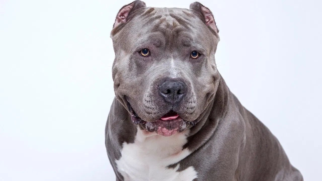 અમેરિકન પિટબુલ ટેરિયર: આ જાતિના કૂતરાઓને સામાન્ય રીતે પિટબુલ કહેવામાં આવે છે. પિટબુલ સામાન્ય રીતે આક્રમક હોય છે અને અજાણ્યાઓથી સાવધાન રહે છે. જો કે, જે પિટબુલને તાલીમ આપવામાં આવી નથી તે સામાન્ય રીતે પ્રેમાળ, પાલતુ પ્રાણી હોય છે અને સ્વાભાવિક રીતે આક્રમક નથી હોતા.