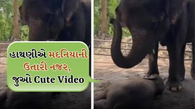 Cute Viral Video: નાના ગજરાજની નજર ઉતારતા જોવા મળી હાથણી, યુઝર્સે કહ્યું- મા તો મા હોય છે