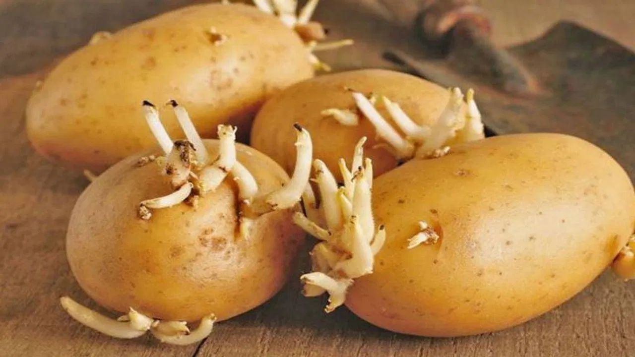 અંકુરિત બટાકા - બટાકા આપણા ઘરમાં સૌથી વધુ વપરાતી શાકભાજી છે, પરંતુ જો તે ફૂટે તો તે ઘણું નુકસાન પહોંચાડી શકે છે. મોટાભાગના લોકો ફણગાવેલા બટાકા કાઢી નાખ્યા પછી તેનો ઉપયોગ કરે છે, પરંતુ આ ભૂલ તમારા સ્વાસ્થ્યને બગાડી શકે છે. ફણગાવેલા બટાકામાં ગ્લાયકોઆલ્કલોઇડ્સ નામના પદાર્થો હોય છે. તે મુખ્યત્વે બટાકાના લીલા ભાગો અને ફણગાવેલા ફણગાવેલા ભાગોમાં જોવા મળે છે. તેને ખાવાથી સોલેનાઇન ઝેર થઈ શકે છે. તેના લક્ષણોમાં ઉલટી, ઝાડા, માથાનો દુખાવો, પેટમાં દુખાવો અને નર્વસ સિસ્ટમ સંબંધિત સમસ્યાઓનો સમાવેશ થાય છે.
