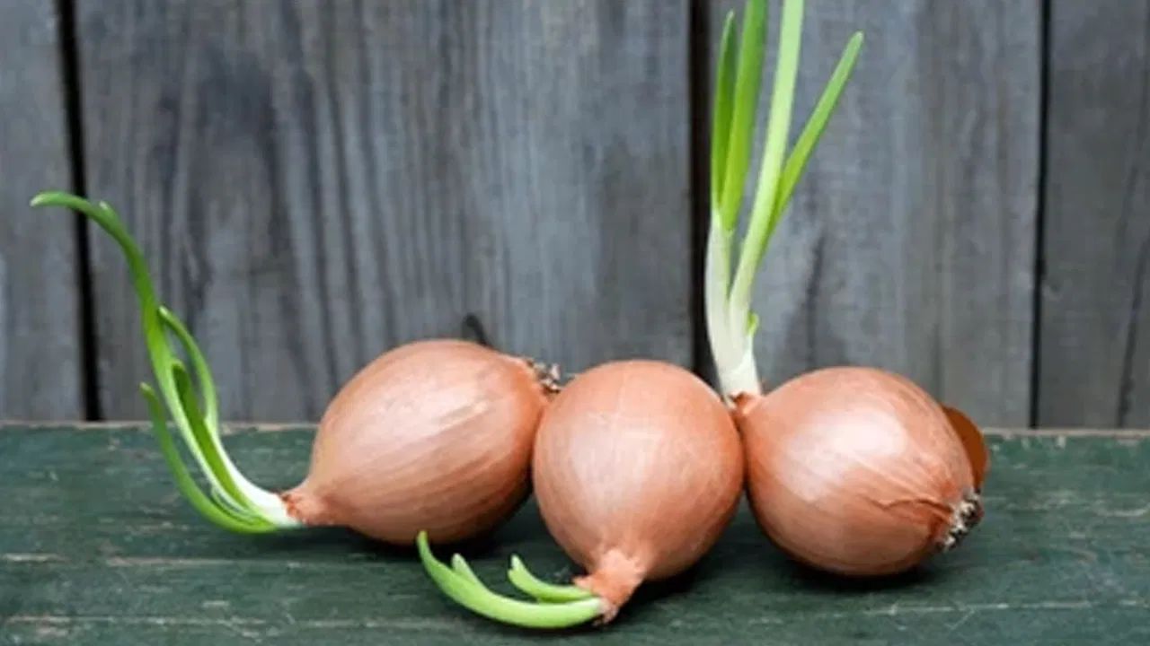 અંકુરિત ડુંગળી - જ્યારે ડુંગળી ફૂટે છે, ત્યારે તે ધીમે ધીમે છોડમાં ફેરવા લાગે છે. આ પ્રક્રિયામાં ડુંગળી આલ્કલોઇડ નામનું રસાયણ છોડે છે. આ રસાયણ આપણા લોહીમાં લાલ રક્તકણોને નુકસાન પહોંચાડી શકે છે. આનાથી હેમોલિટીક એનિમિયા નામની સમસ્યા થઈ શકે છે. જો તમે અંકુરિત ડુંગળી ખાઓ છો, તો તમને ઝાડા, ઉલટી, ઉબકા અથવા નબળાઈ જેવી સમસ્યાઓનો અનુભવ થઈ શકે છે.