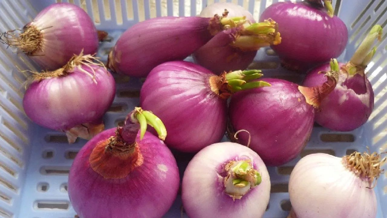 નોંધ : અહીં આપવામાં આવેલી માહિતી ફક્ત આપની જાણકારી માટે છે. અમલમાં લેતા પહેલા તબીબની સલાહ લેવી જરુરી છે.

