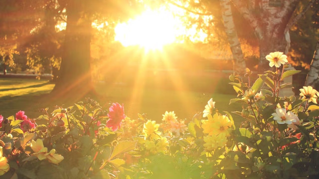 આ મુદ્દા પર, World Health Organisationના હેલ્થ જર્નલ ઓફ સાઉથ-ઇસ્ટ એશિયામાં એક અહેવાલ પ્રકાશિત થયો હતો જે ભારતની રાજધાની દિલ્હી અને ઉત્તર પૂર્વીય રાજ્યોમાં રહેતા લોકો પર આધારિત હતો. આ અહેવાલમાં દિલ્હી અને આસપાસના રાજ્યોમાં રહેતા લોકોના શરીરમાં વિટામિન ડીની માત્રાની તપાસ કરવામાં આવી હતી. આ અહેવાલમાં દિલ્હી અને આસપાસના વિસ્તારોને ગ્રામીણ અને શહેરી એમ બે ભાગમાં વહેંચવામાં આવ્યા હતા અને અભ્યાસ કરવામાં આવ્યો હતો.