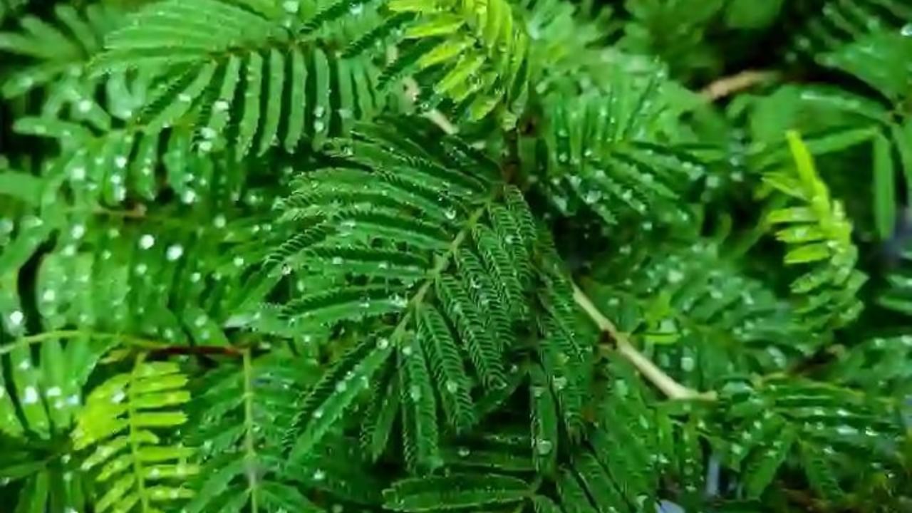 ધાર્મિક માન્યતા અનુસાર શમીના પાન ભગવાન શિવને ખૂબ પ્રિય છે. અને તેને શિવલિંગ પર ચઢાવવાથી ખૂબ જ શુભ માનવામાં આવે છે. એવું કહેવાય છે કે શિવલિંગ પર શમીના પાન ચઢાવવાથી શનિ દોષ ઓછો થાય છે.
