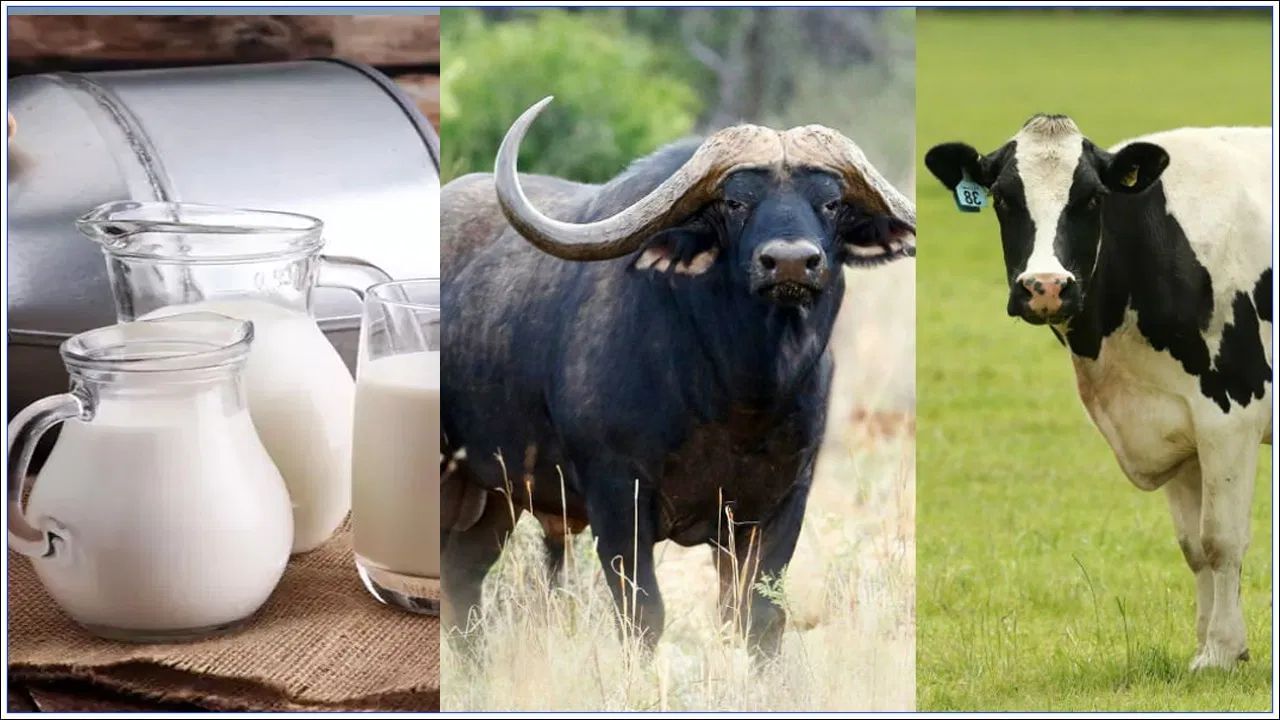 પાચનની દ્રષ્ટિએ ક્યું દુધ બેસ્ટ છે? - જો તમને લાગે કે દૂધ પીધા પછી ભારેપણું, ગેસ અથવા અપચો થાય છે, તો ગાયનું દૂધ તમારા માટે સારું છે. તે ઝડપથી પચી જાય છે અને પેટ પર ભાર મૂકતું નથી. બીજી બાજુ, જો તમે સ્વસ્થ છો અને તમારા પાચનમાં કોઈ સમસ્યા નથી, તો તમે ભેંસનું દૂધ પણ આરામથી પી શકો છો.