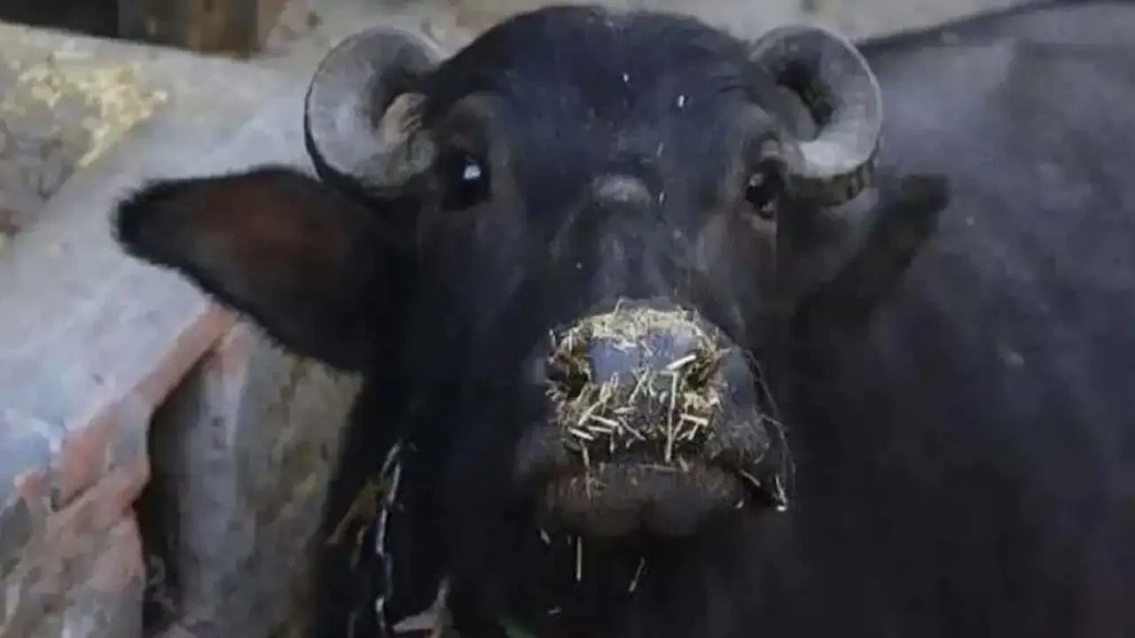 નોંધ : અહીં આપવામાં આવેલી માહિતી ફક્ત આપની જાણકારી માટે છે. કોઈ પણ ઈલાજ કરતાં પહેલા કે,અમલમાં લેતા પહેલા નિષ્ણાતોની સલાહ લેવી જરુરી છે.