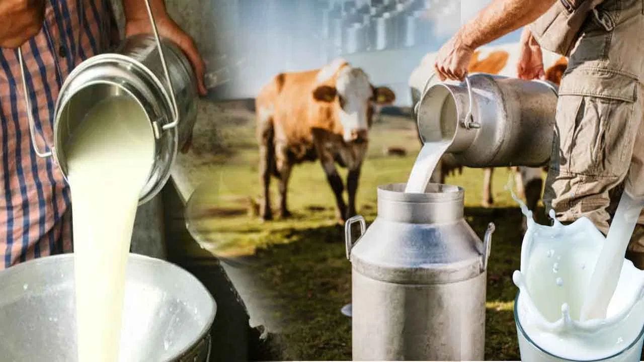 ગાયના દૂધમાં ચરબી અને પ્રોટીનનું પ્રમાણ ભેંસના દૂધ કરતાં ઓછું હોય છે. આ જ કારણ છે કે તે હલકું હોય છે અને ઝડપથી પચી જાય છે. એસિડિટી, ગેસ અથવા પાચન સંબંધિત સમસ્યાઓ ધરાવતા લોકો માટે ગાયનું દૂધ સારું માનવામાં આવે છે. આ ઉપરાંત, તે વિટામિન A અને કેલ્શિયમથી ભરપૂર છે જે હાડકાં અને આંખો માટે ફાયદાકારક છે.