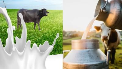 દૂધ આપણા રોજિંદા આહારનો એક મહત્વપૂર્ણ ભાગ છે. નાના બાળકો હોય કે વૃદ્ધો, ડૉકટરો પણ સલાહ આપે છે કે દૂધ દરરોજ પીવું જોઈએ. પરંતુ ઘણીવાર ઘરોમાં ચર્ચા થાય છે કે ગાયનું દૂધ વધુ ફાયદાકારક છે કે ભેંસનું. કેટલાક કહે છે કે ગાયનું દૂધ હલકું અને સરળતાથી સુપાચ્ય હોય છે, જ્યારે કેટલાક ભેંસના દૂધને શક્તિનો ખજાનો માને છે. સાચું સત્ય શું છે અને કિડની અને પાચન માટે કયું દૂધ સારું છે? આ તે પ્રશ્ન છે જેનો જવાબ શોધતી વખતે લોકો મૂંઝવણમાં મુકાઈ જાય છે.