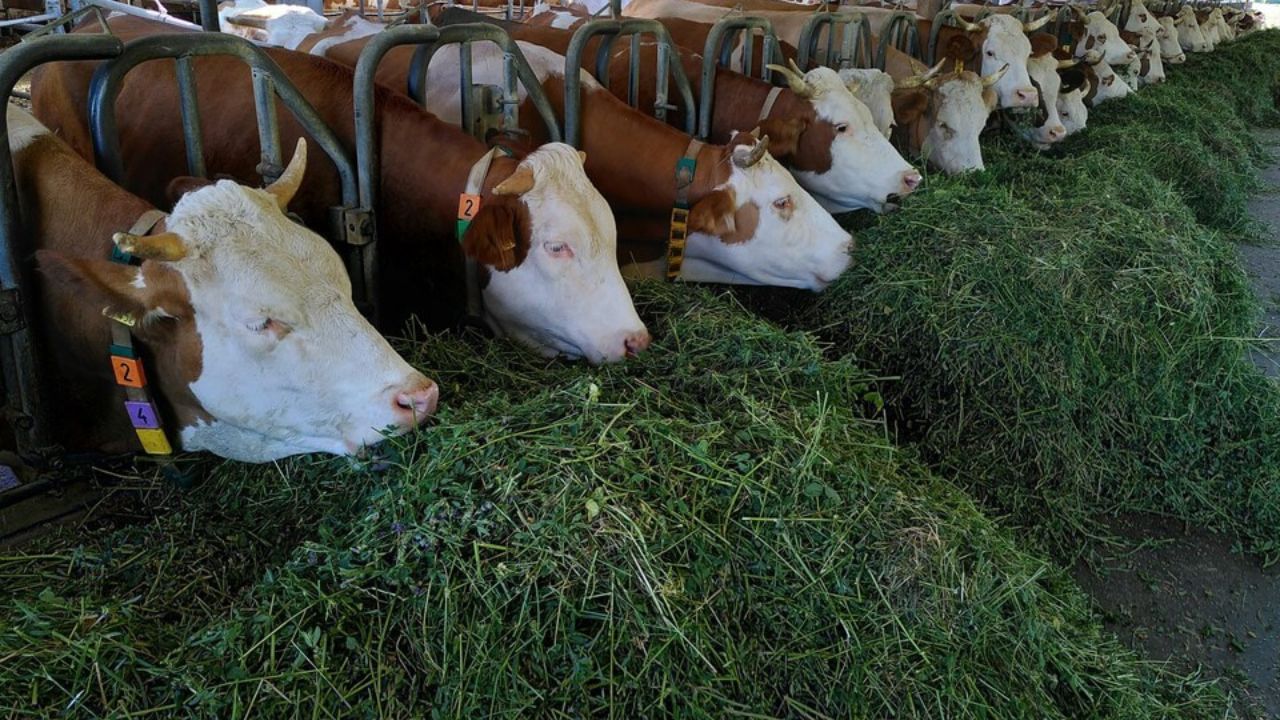 ગાય-ભેંસ પાલન માટે યોગ્ય સ્થળ પસંદ કરવું ખૂબ જરૂરી છે. ગામ કે શહેરના બાજુમાં, જ્યાં પાણી અને ચારા માટે પૂરતી સુવિધા હોય તેવો વિસ્તાર પસંદ કરવો જોઈએ, જેથી પશુઓને રોજિંદી જરૂરીયાતો સરળતાથી મળી શકે. 