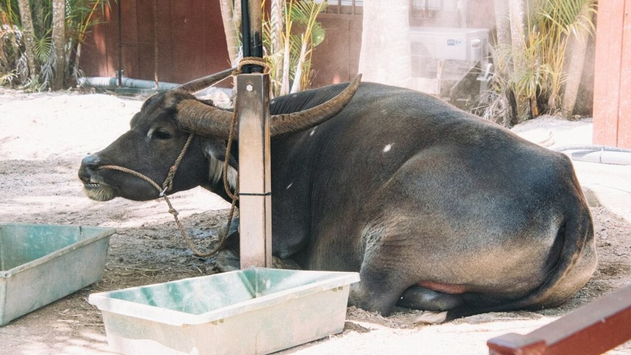 આનાથી તમને નિયમિત આવક મળશે અને બિઝનેસ વધુ સુવ્યવસ્થિત રીતે ચલાવી શકશો. માર્કેટિંગ માટે લોકલ દૂધના વેચાણ કેન્દ્રો, હોટલ, ચા સ્ટોલ, મીઠાઈની દુકાનો સાથે કોન્ટ્રાક્ટ કરી શકો છો. બીજું કે, સોશિયલ મીડિયા અને વોટ્સએપ ગ્રુપ્સ મારફતે પણ ગ્રાહકોને જોડી શકો છો. 