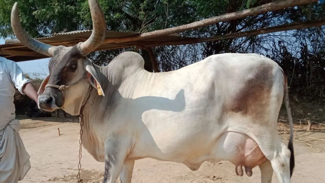 ગાયને ખવડાવતી વખતે કેટલીક જરૂરી સાવચેતીઓ રાખો - ગાયને પ્રેમથી આપો. રોટલી અથવા સામગ્રી તાજી અને સાત્વિક હોવી જોઈએ. અઠવાડિયામાં 1 કે 2 વાર આ ઉપાય નિયમિતપણે કરો. જોકે દરરોજ ગાયની સેવા કરો, પરંતુ સોમવાર, ગુરુવાર અને શનિવાર આ માટે ખાસ સારા માનવામાં આવે છે.