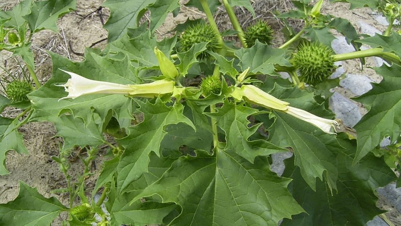 ભગવાન શિવને પ્રસન્ન કરવા માટે ધતુરા અને ભાંગના પાન ચઢાવવામાં આવે છે. એવું માનવામાં આવે છે કે શિવલિંગ પર ધતુરા અને ભાંગના પાન ચઢાવવાથી ભોલેનાથ ભક્તોની મનોકામનાઓ ઝડપથી પૂર્ણ કરે છે.
