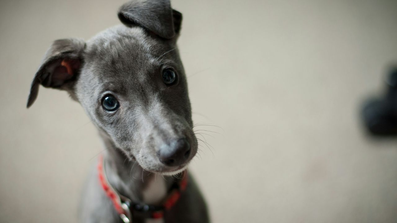 કાળા કૂતરાની સેવા કરવાથી શનિદેવ પ્રસન્ન થાય છે, કારણ કે કાળો રંગ તેમને પ્રિય છે. શનિવારે કાળા કૂતરાને સરસવના તેલવાળી રોટલી ખવડાવવાથી શનિની સાડાસાતી કે શનિદોષની અસર ઓછી થાય છે. તેવી જ રીતે, કૂતરાને ભૈરવજીનો સેવક માનવામાં આવે છે, જે રુદ્રનો અવતાર છે. તેથી કૂતરાની સેવા કરવાથી ભૈરવજી પણ પ્રસન્ન થાય છે