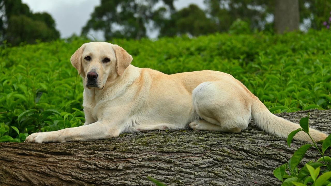 લેબ્રાડોર રીટ્રીવર- આ કૂતરો ખૂબ જ મૈત્રીપૂર્ણ છે અને ઘરે રાખવા માટે ખૂબ જ લોકપ્રિય છે. તેને બહાર રમવાનું પસંદ છે. આ કૂતરાઓ ખૂબ જ ઉર્જાવાન હોય છે, તેથી તેમને કસરત અને પ્રવૃત્તિની જરૂર હોય છે, નહીં તો તેઓ કંટાળી જાય છે.